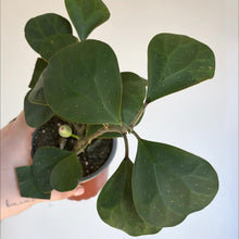 Charger l'image dans la galerie, Ficus deltoidea en pot, feuilles vert foncé, plante d’intérieur
