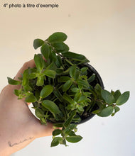 Charger l'image dans la galerie, Plante Aeschynanthus Curly Rasta en pot noir, feuilles vertes épaisses
