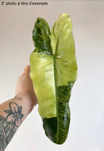 Charger l'image dans la galerie, Philodendron Paraiso Verde Aurea (FRESH CUT)
