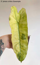 Charger l'image dans la galerie, Philodendron Paraiso Verde Aurea (FRESH CUT)
