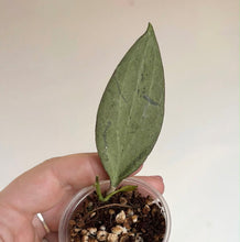 Load image into Gallery viewer, Plante Hoya New Guinea Ghost en pot, une feuille verte
