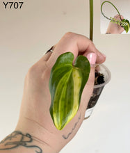 Charger l'image dans la galerie, Feuille de Ledebouria Petiolata Variegata vert rayé, forme de lance
