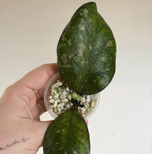 Charger l'image dans la galerie, Hoya Larisa : deux feuilles vert foncé mouchetées, en pot avec billes
