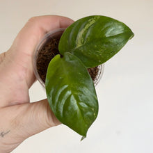 Load image into Gallery viewer, Plante Rhaphidophora puberula Variegata en pot transparent, deux feuilles vertes luisantes
