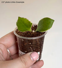 Charger l'image dans la galerie, Hoya Heuschkeliana Albomarginata ⭐️
