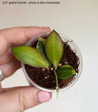 Charger l'image dans la galerie, Hoya Heuschkeliana Albomarginata ⭐️
