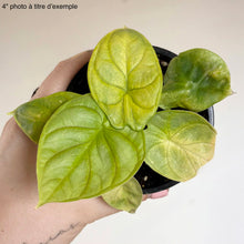 Load image into Gallery viewer, Plante d’Alocasia en pot, feuilles vertes luisantes, une feuille jaune
