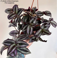 Charger l'image dans la galerie, Tradescantia zebrina
