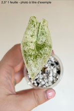 Charger l'image dans la galerie, Alocasia Longiloba Mint
