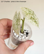 Charger l'image dans la galerie, Alocasia Longiloba Mint

