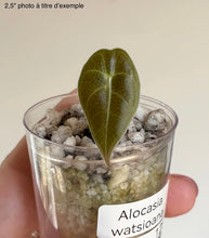 Load image into Gallery viewer, Alocasia Watsoniana en contenant transparent, substrat clair et feuille vert foncé nervurée
