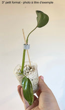 Load image into Gallery viewer, Philodendron Spiritus Sancti
