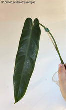 Load image into Gallery viewer, Philodendron Spiritus Sancti
