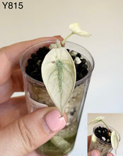 Load image into Gallery viewer, Alocasia Black Velvet Mint #Y815
