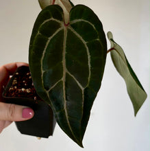 Charger l'image dans la galerie, Feuilles d’anthurium vert foncé à nervures claires, tiges rouges, plante en pot
