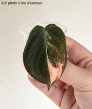 Load image into Gallery viewer, Pink Micans Philodendron
