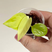 Charger l'image dans la galerie, Plante Epipremnum Champs-Élysées à feuilles vert clair panachées, en pot transparent
