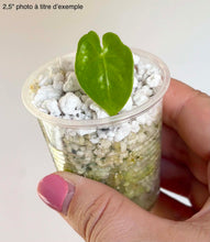 Charger l'image dans la galerie, Alocasia Teletubbies en pot transparent avec feuille verte en forme de cœur
