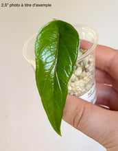 Load image into Gallery viewer, Alocasia Scalprum
