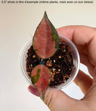 Load image into Gallery viewer, Hoya Caudata Variegata ⭐️
