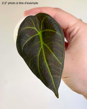 Load image into Gallery viewer, Alocasia Regal Shield
