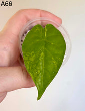 Charger l'image dans la galerie, Feuille d’Alocasia Flemingiana Albo : grande feuille vert vif en barquette transparente
