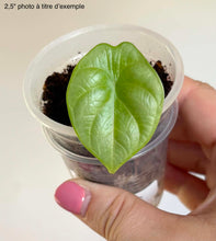 Load image into Gallery viewer, Alocasia Silver dragon : jeune feuille verte en forme de cœur, dans un petit pot
