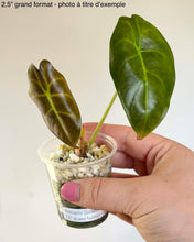 Load image into Gallery viewer, Alocasia Golden Bones
