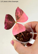 Charger l'image dans la galerie, Oxalis triangularis Variegata
