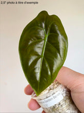 Load image into Gallery viewer, Alocasia Golden Bones
