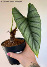Charger l'image dans la galerie, Alocasia Bisma
