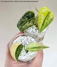 Load image into Gallery viewer, Scindapsus Apolaki
