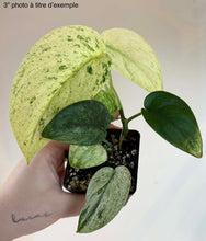 Load image into Gallery viewer, Scindapsus Jade Satin White Mint
