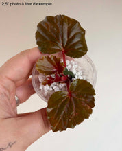 Load image into Gallery viewer, Feuilles de Begonia Cucullata vert foncé, tiges rouges, dans un petit pot

