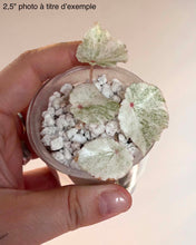 Load image into Gallery viewer, Bégonia panaché en petit pot, feuilles vert pâle tachées de rouge, substrat visible
