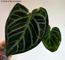 Load image into Gallery viewer, Anthurium Red Crystallinum X Silver Blush
