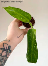 Load image into Gallery viewer, Philodendron Jose Buono
