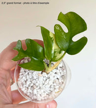 Load image into Gallery viewer, Rhaphidophora Tetrasperma Variegata
