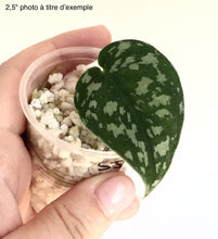 Load image into Gallery viewer, Plante Scindapsus Army en pot, feuille vert foncé panachée blanche
