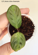 Charger l'image dans la galerie, Maranta black
