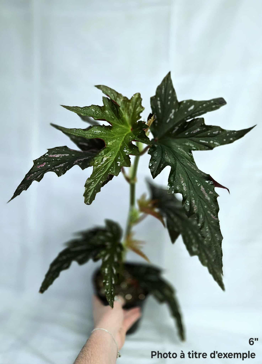 Bégonia silver mist