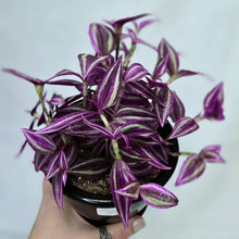 Load image into Gallery viewer, Plante Tradescantia aux feuilles violettes et stries roses en pot noir
