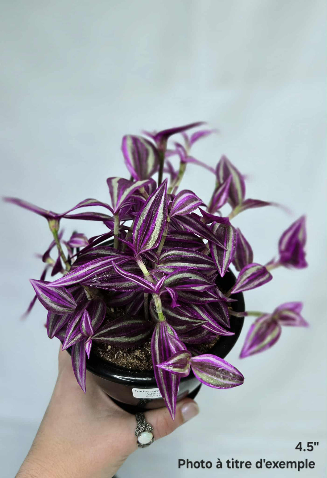 Tradescantia pink paradise