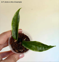 Load image into Gallery viewer, Hoya Buotii Albomarginata en pot, feuilles vertes luisantes, tige dressée.
