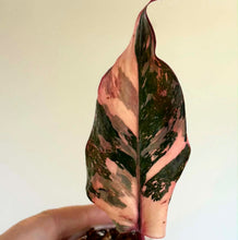 Load image into Gallery viewer, Philodendron Red Anderson en pot, feuilles bicolores vert foncé et rose/rouge panachées
