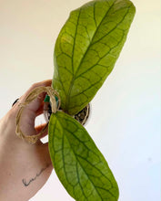 Charger l'image dans la galerie, Plante Hoya Golden Eye : deux feuilles vertes nervurées, tenues dans une main
