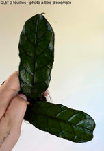 Load image into Gallery viewer, Hoya Villosa ⭐️
