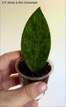 Load image into Gallery viewer, Feuille de Hoya vert foncé en pot, feuille en forme de goutte, vue rapprochée
