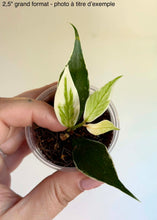 Load image into Gallery viewer, Hoya Polyneura Albomarginata ⭐️ (FRESH CUT)
