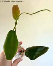 Load image into Gallery viewer, Plante Hoya Calycina avec feuilles vertes ovales sur tige
